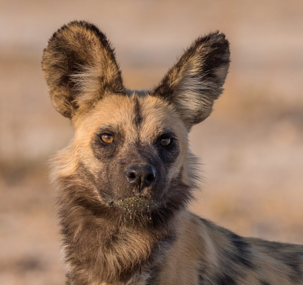 Nahaufnahme eines Afrikanischen Wildhunds mit großen, runden Ohren und geflecktem Fell im warmen Licht