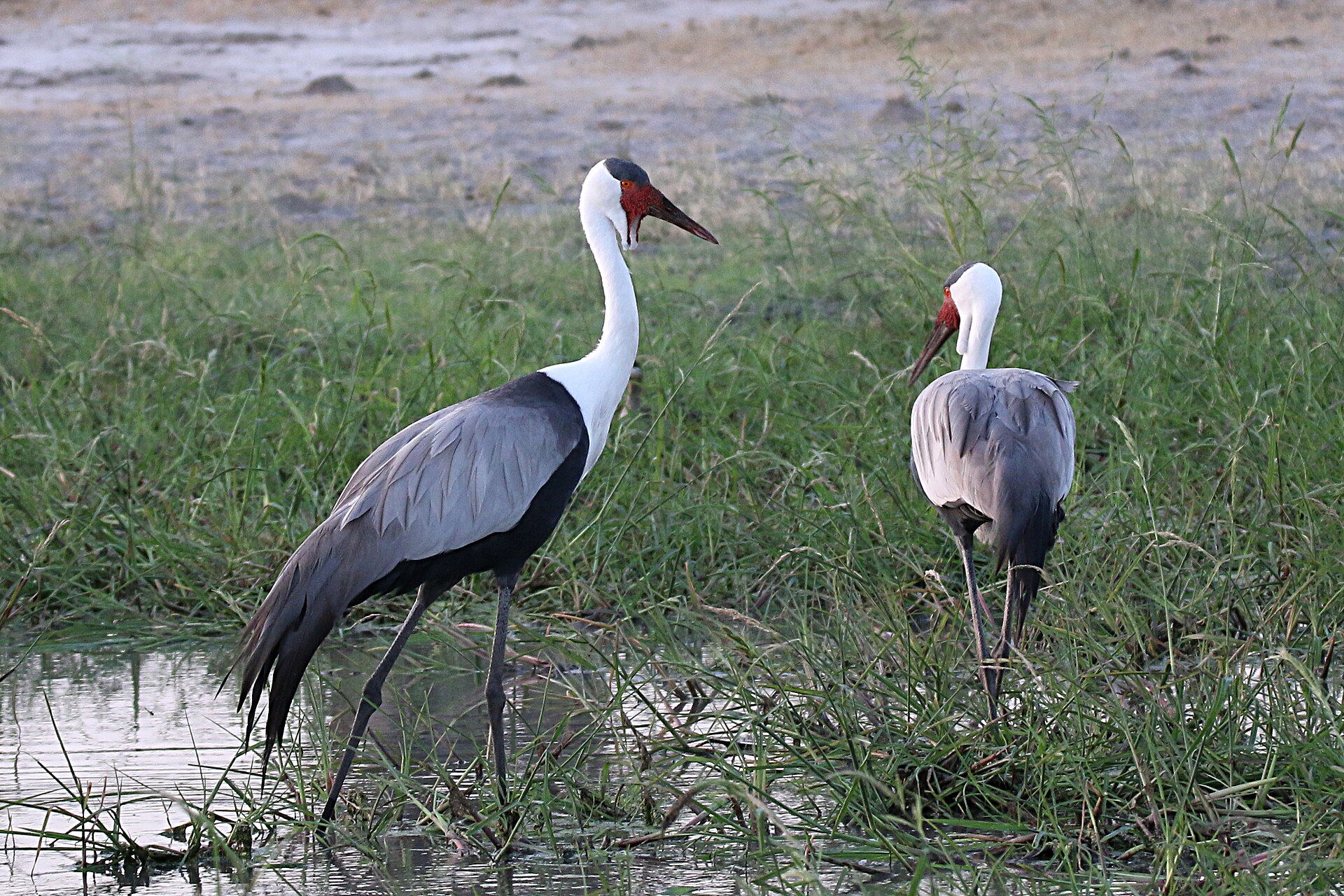 Klunkerkraniche am Linyanti, im Osten des Caprivi-Streifens