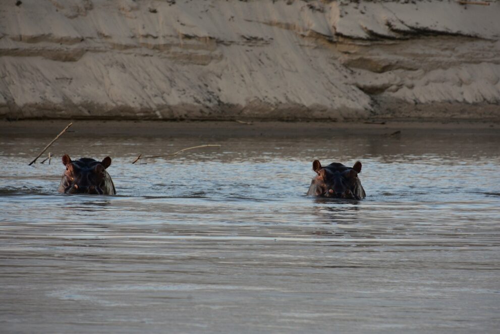 Zwei Flusspferde schauen mit Augen und Ohren aus dem Fluss, dahinter ein hohes Sandufer