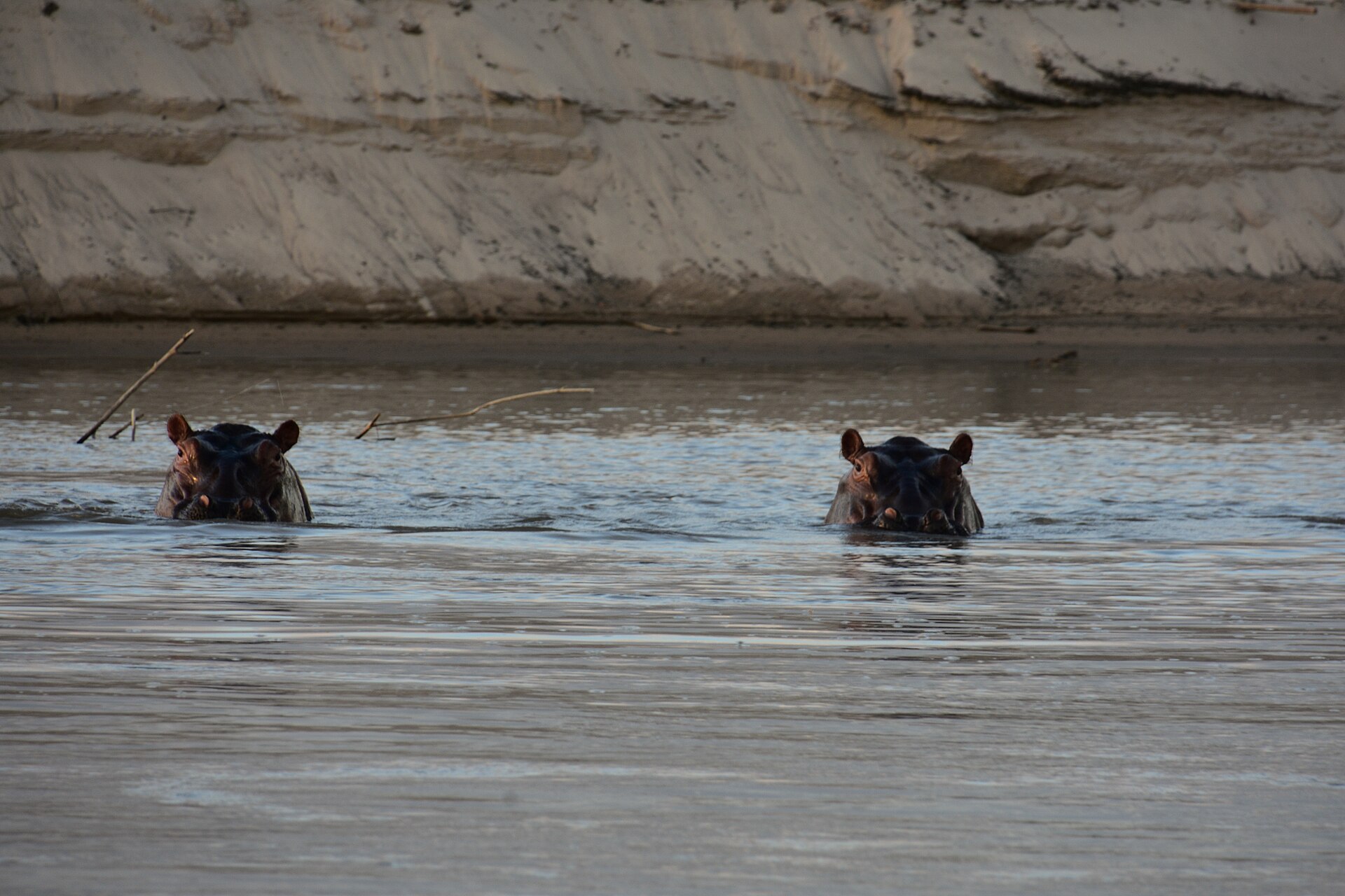 Zwei Flusspferde schauen mit Augen und Ohren aus dem Fluss, dahinter ein hohes Sandufer