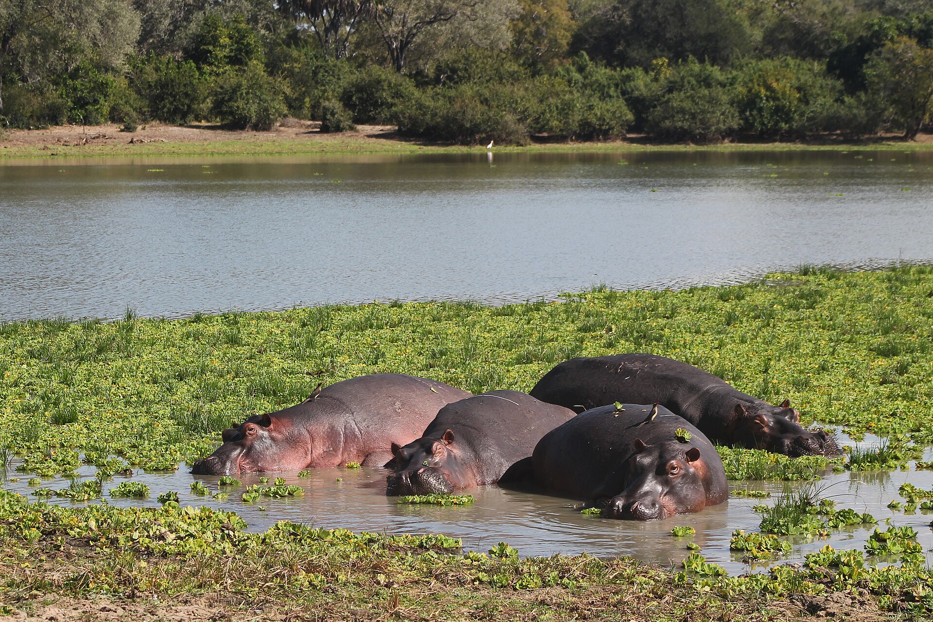 Flusspferde zwischen Wasserpflanzen, Juli 2015