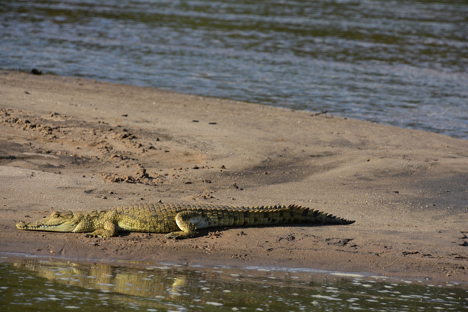 Ein junges Nilkrokodil liegt ausgestreckt auf einer flachen Sandbank zwischen zwei Wasserflächen