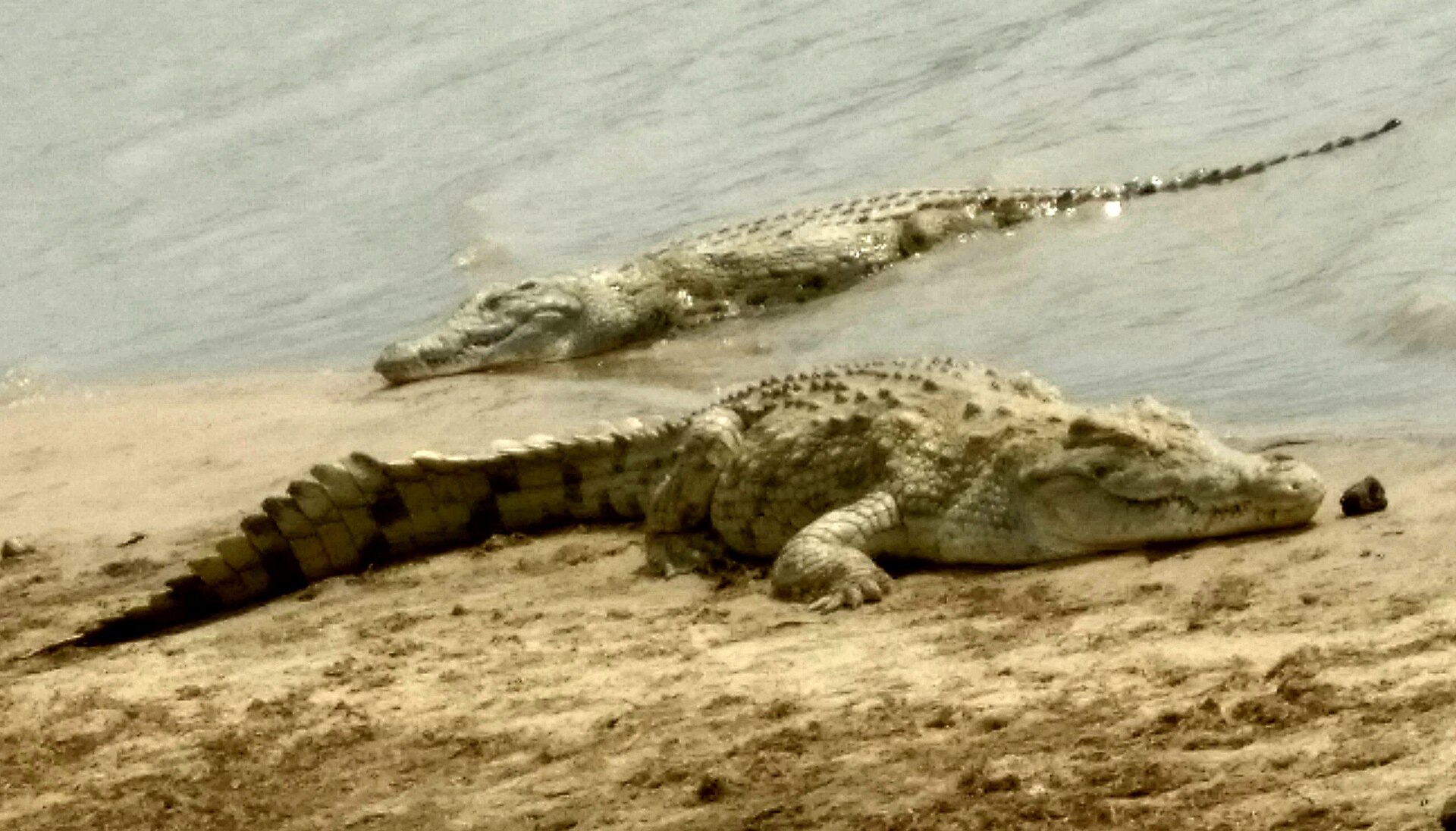 Zwei Nilkrokodile am sandigen Ufer, eines liegt an Land, das andere halb im graubraunen Wasser
