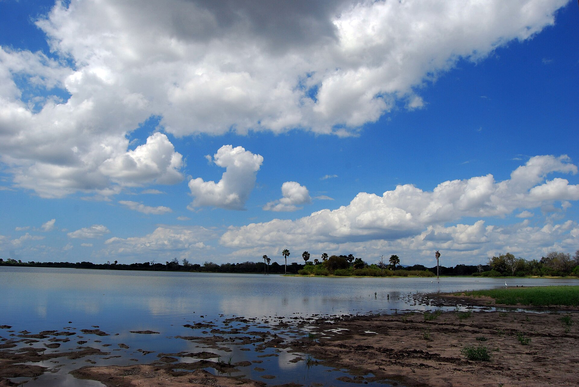 Weiter flacher See unter Quellwolken, am Ufer Borassuspalmen, vorn schlammiges Ufer mit Gras