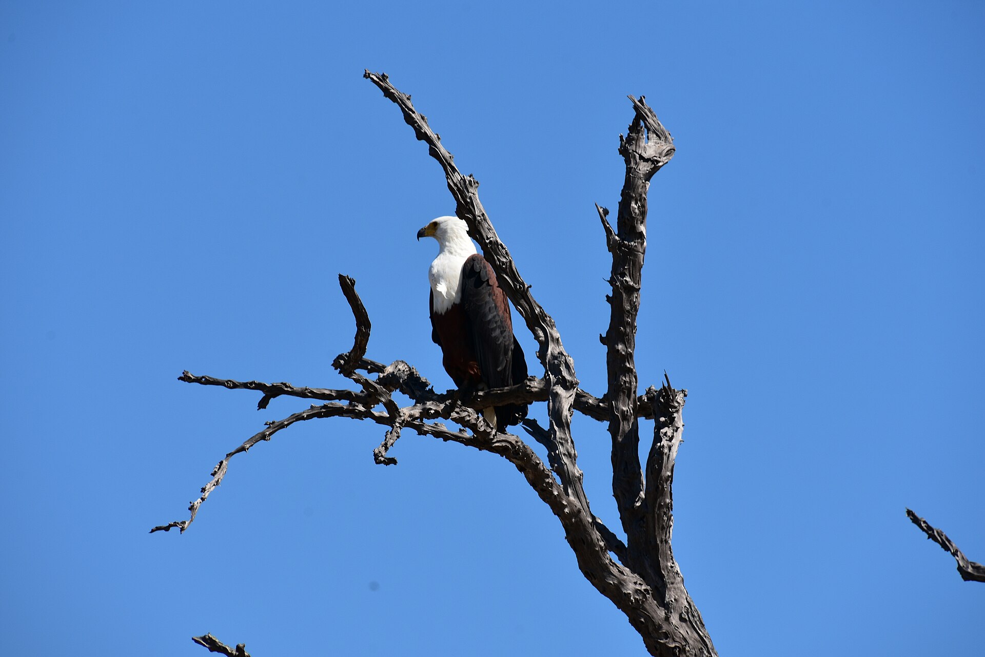 Schreiseeadler auf einem toten Baum, Juni 2016
