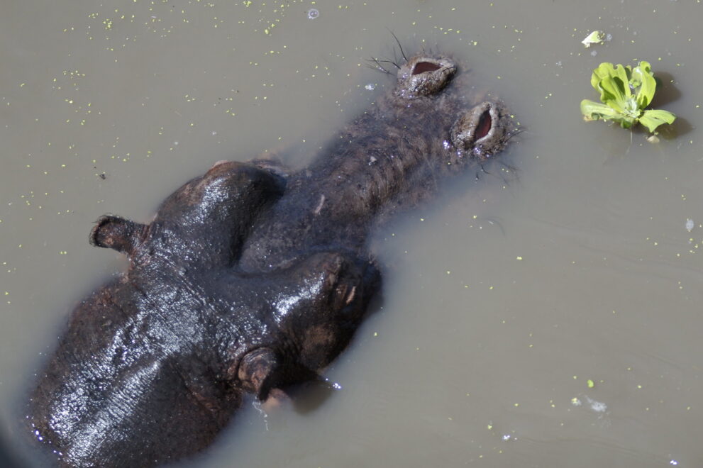 Ein Flusspferd von oben im braunen Wasser, nur Rücken, Ohren und die offenen Nasenlöcher schauen heraus