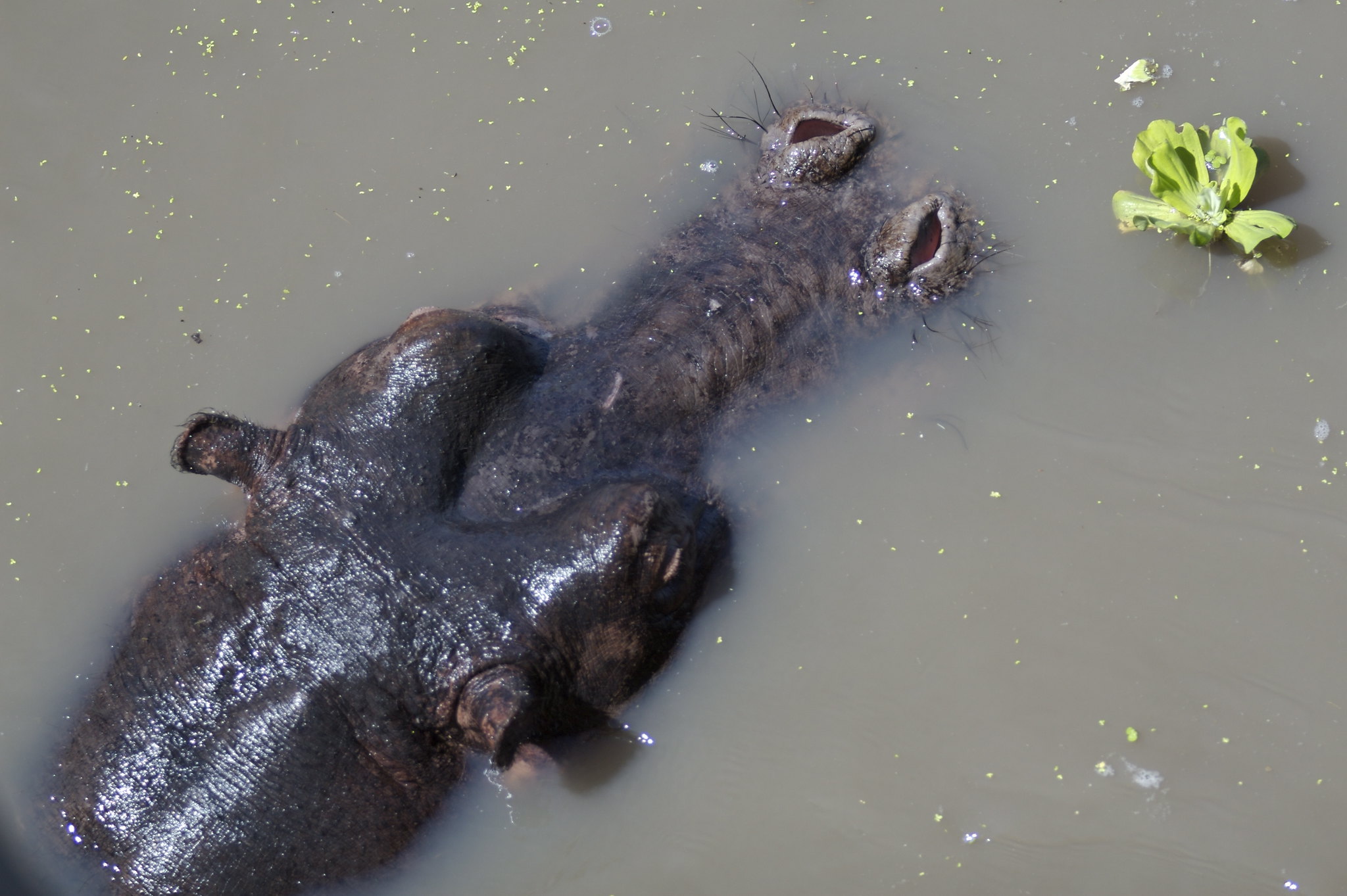 Ein Flusspferd von oben im braunen Wasser, nur Rücken, Ohren und die offenen Nasenlöcher schauen heraus