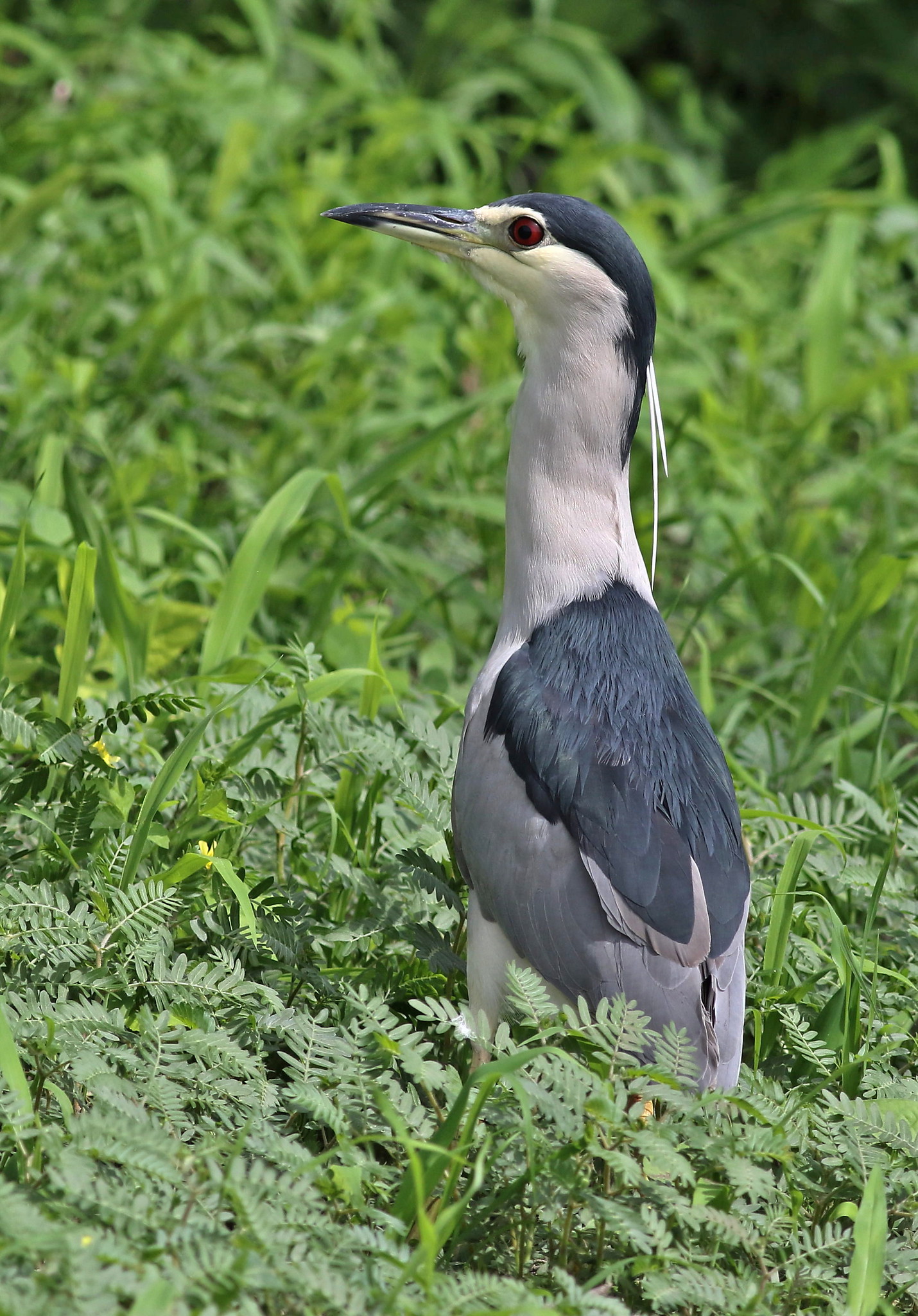 Nachtreiher im Chobe-Nationalpark, Botswana