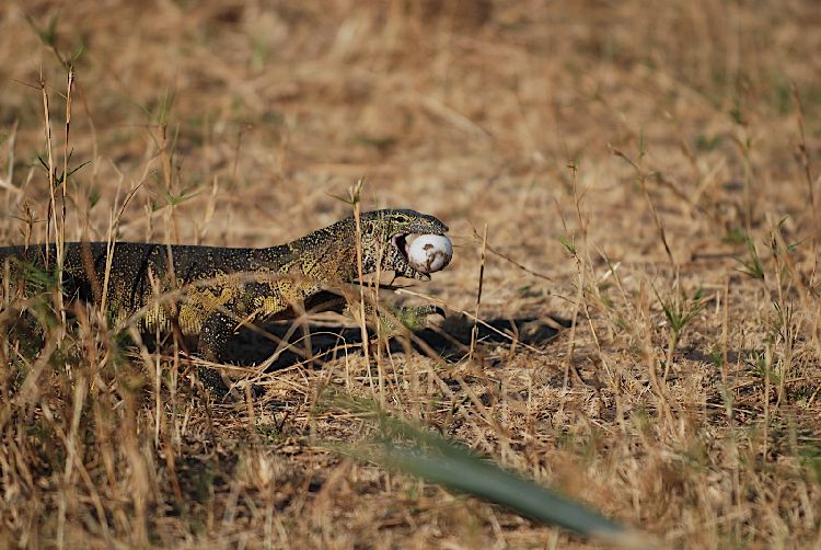 Nilwaran mit Krokodilei, Katavi, September 2010