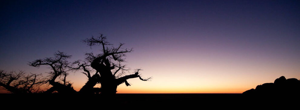 Silhouette eines Affenbrotbaums und Felsen vor orangem Morgenhimmel über der Pfanne