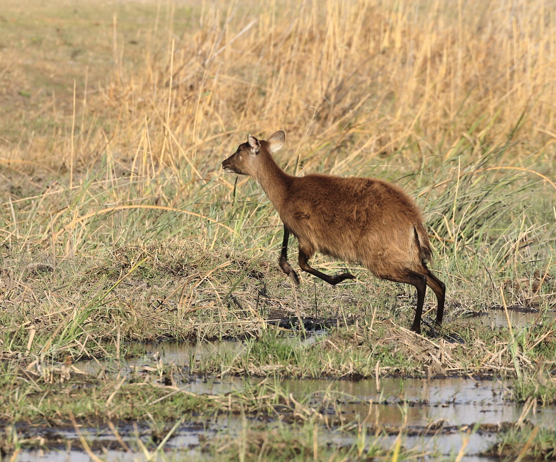 Sitatunga im Sumpf, Sambesi-Region in Namibia, 2025