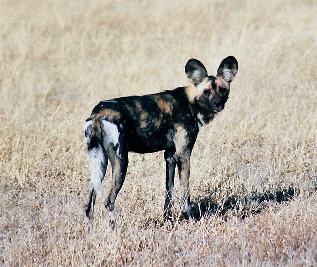 Afrikanischer Wildhund in der Kalahari, Botswana
