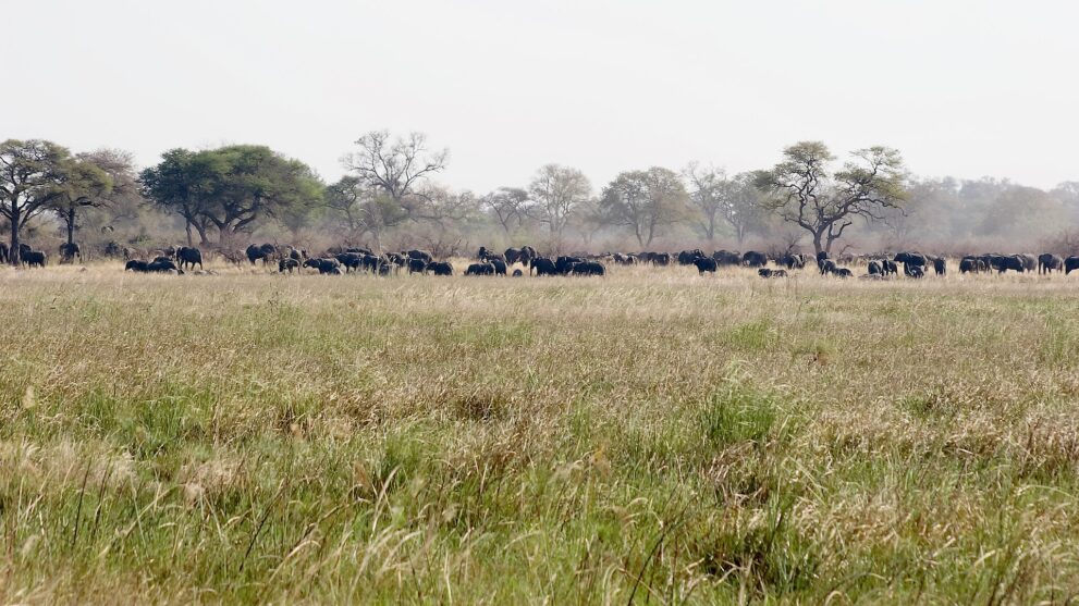 Große Elefantenherde zieht über eine weite, trockene Grasfläche, dahinter lichter Wald im Dunst