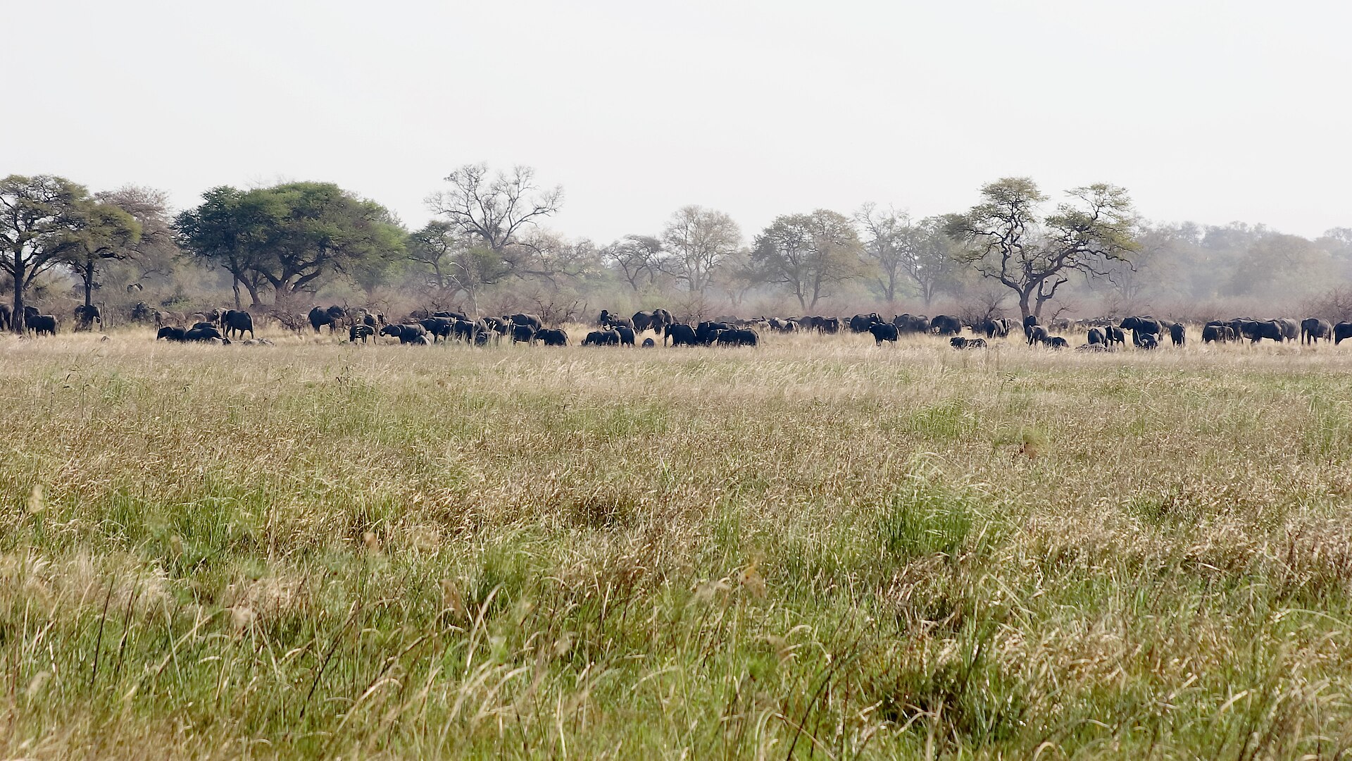 Elefantenherde auf der Grasfläche bei Nambwa, September