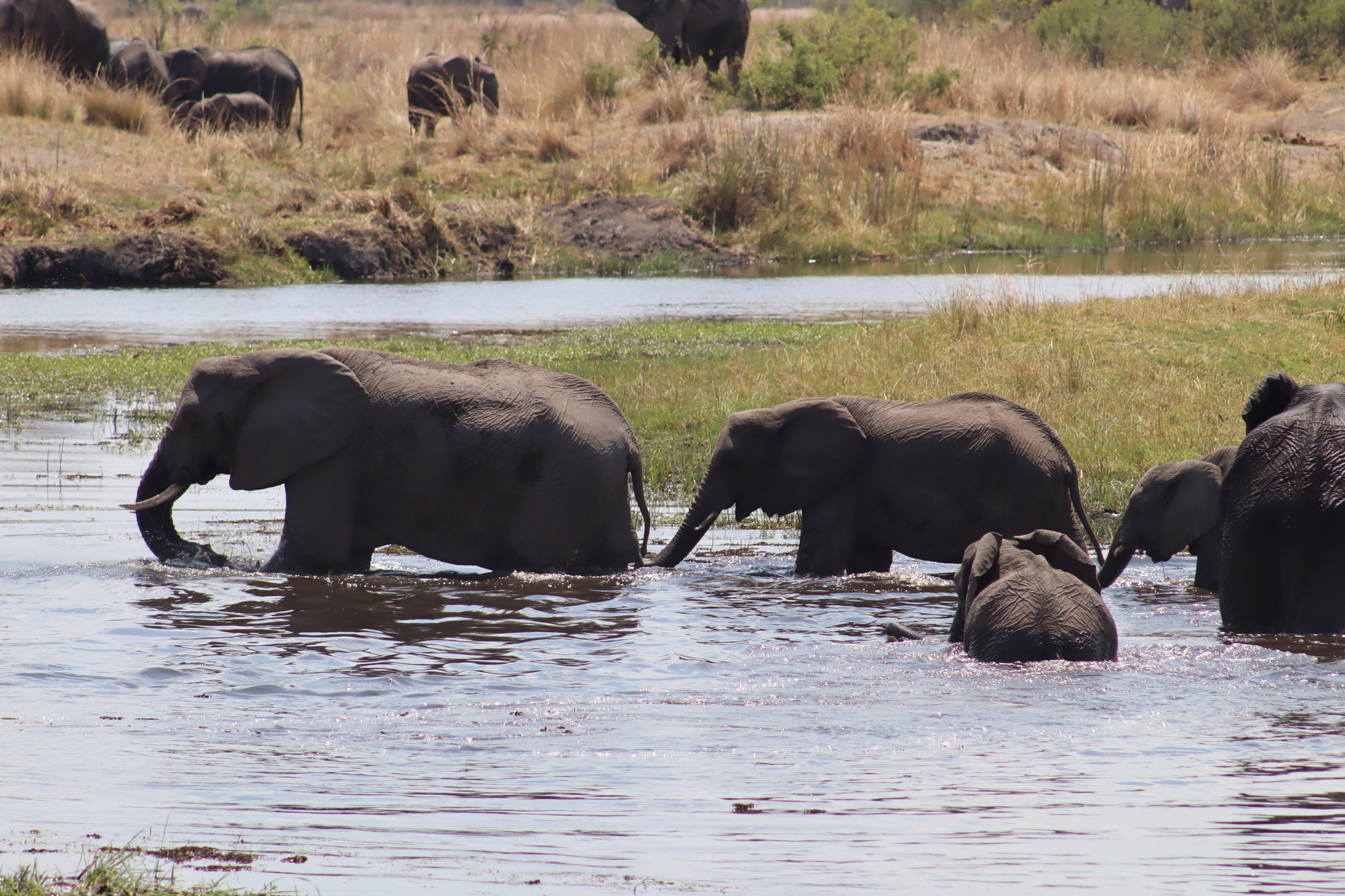 Elefantenherde mit Kalb im Wasser am Kwando, Oktober 2025