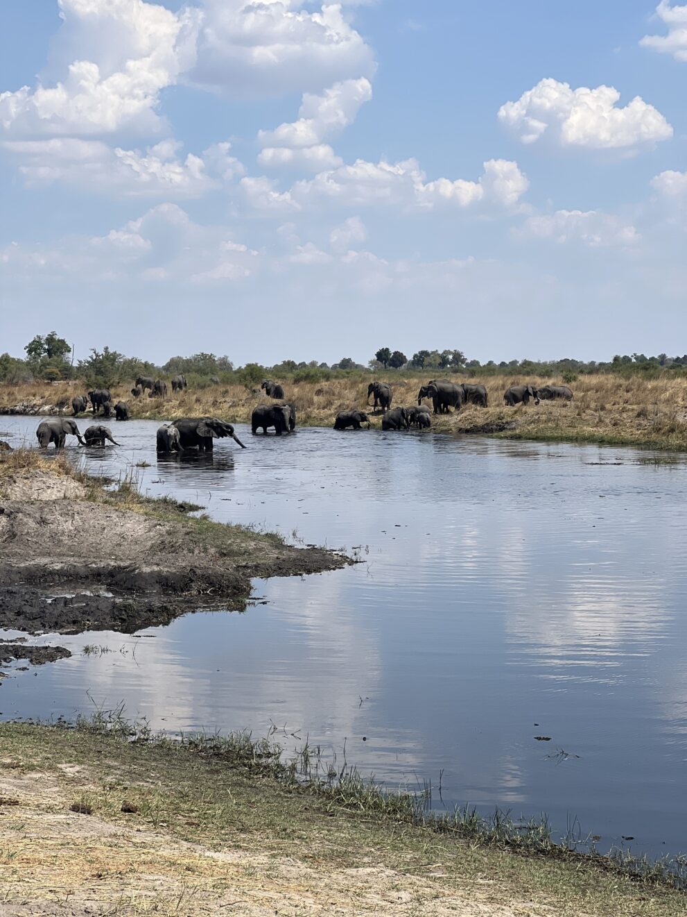 Eine große Elefantenherde quert einen breiten, ruhigen Wasserarm, dahinter trockenes Gras und eine Baumreihe unter Quellwolken