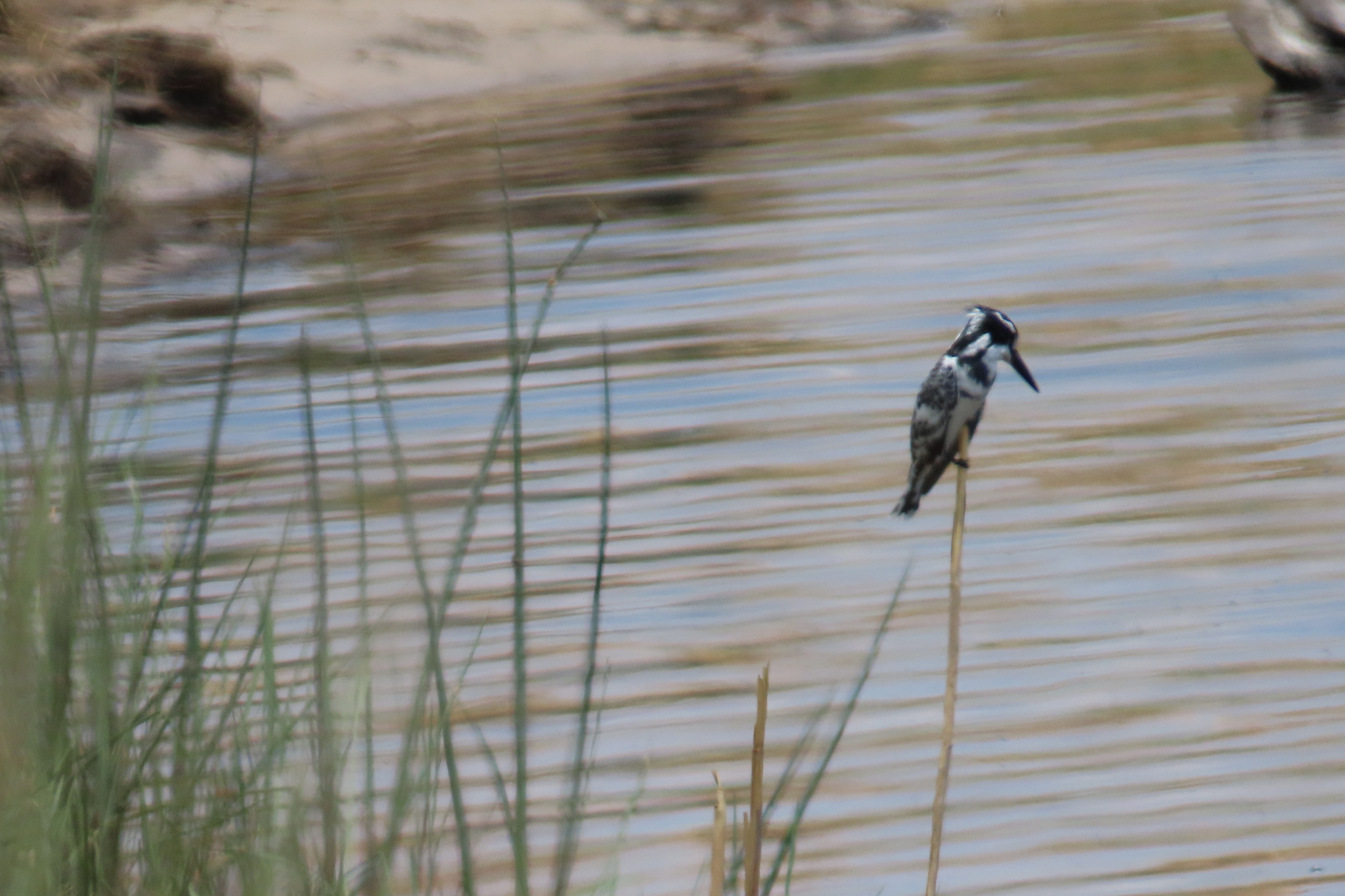 Ein schwarz-weiß gefleckter Graufischer sitzt auf einem Schilfhalm über dem leicht gekräuselten Wasser