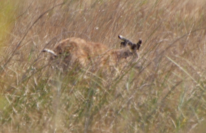 Sitatunga im Röhricht am Kwando bei Namushasha, nördlich des Parks