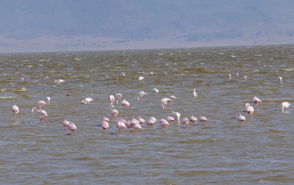 Dutzende rosa-weiße Flamingos stehen im bräunlichen, vom Wind gekräuselten Wasser, einige mit dem Kopf unter Wasser.