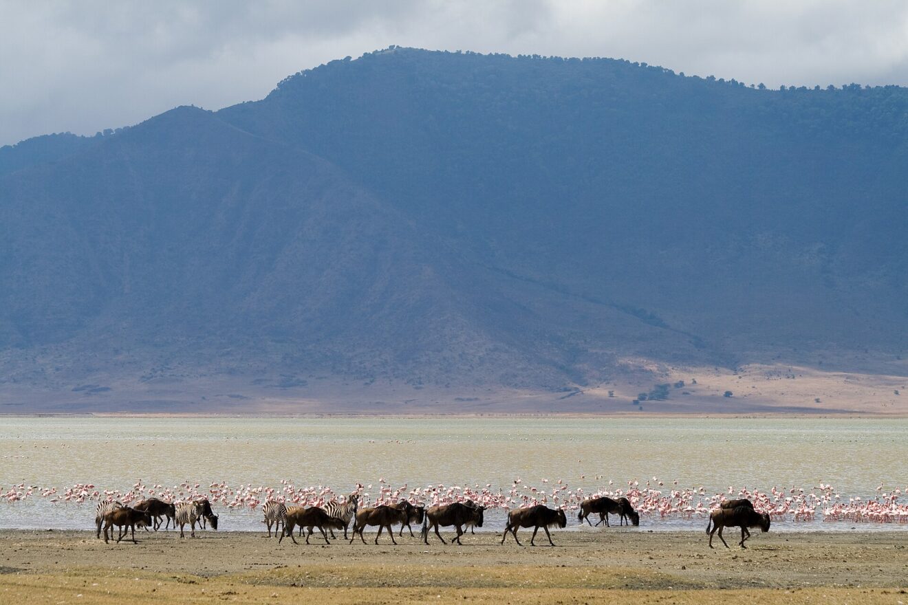 Eine Reihe Gnus und einige Zebras läuft am Ufer entlang, dahinter stehen Hunderte Flamingos im flachen Wasser vor einer dunklen Kraterwand.
