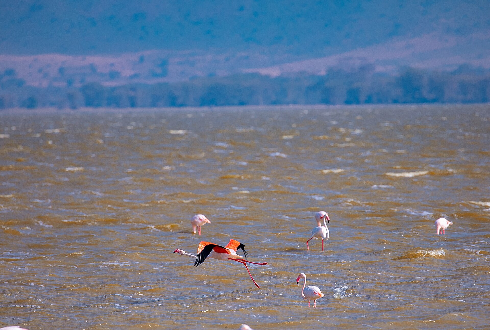 Rosaflamingo startet über dem Lake Magadi, Juli 2026