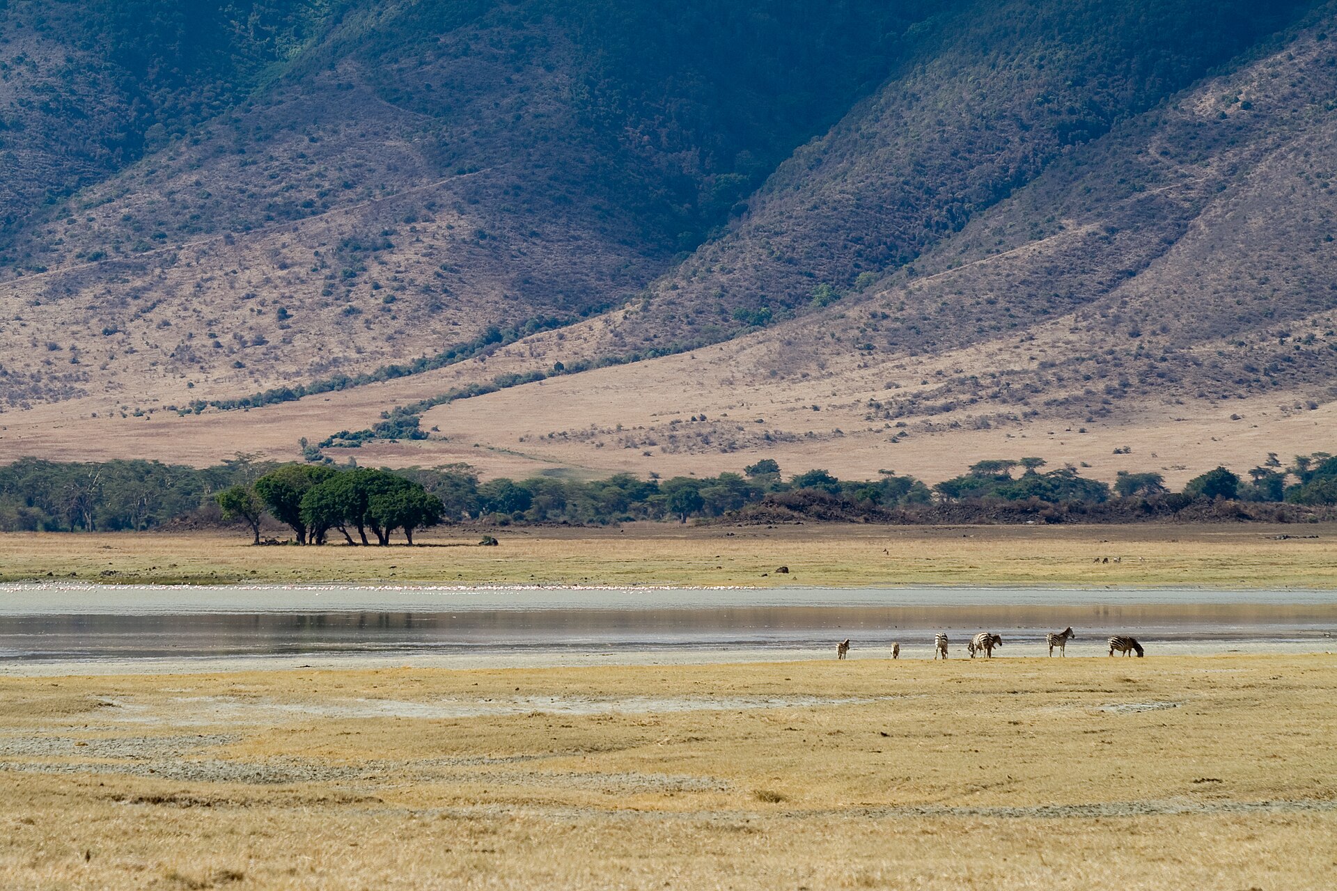 Zebras am Ufer des Lake Magadi, November 2007