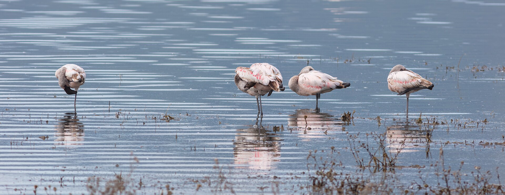 Zwergflamingos im Ngorongoro-Schutzgebiet, Mai 2024
