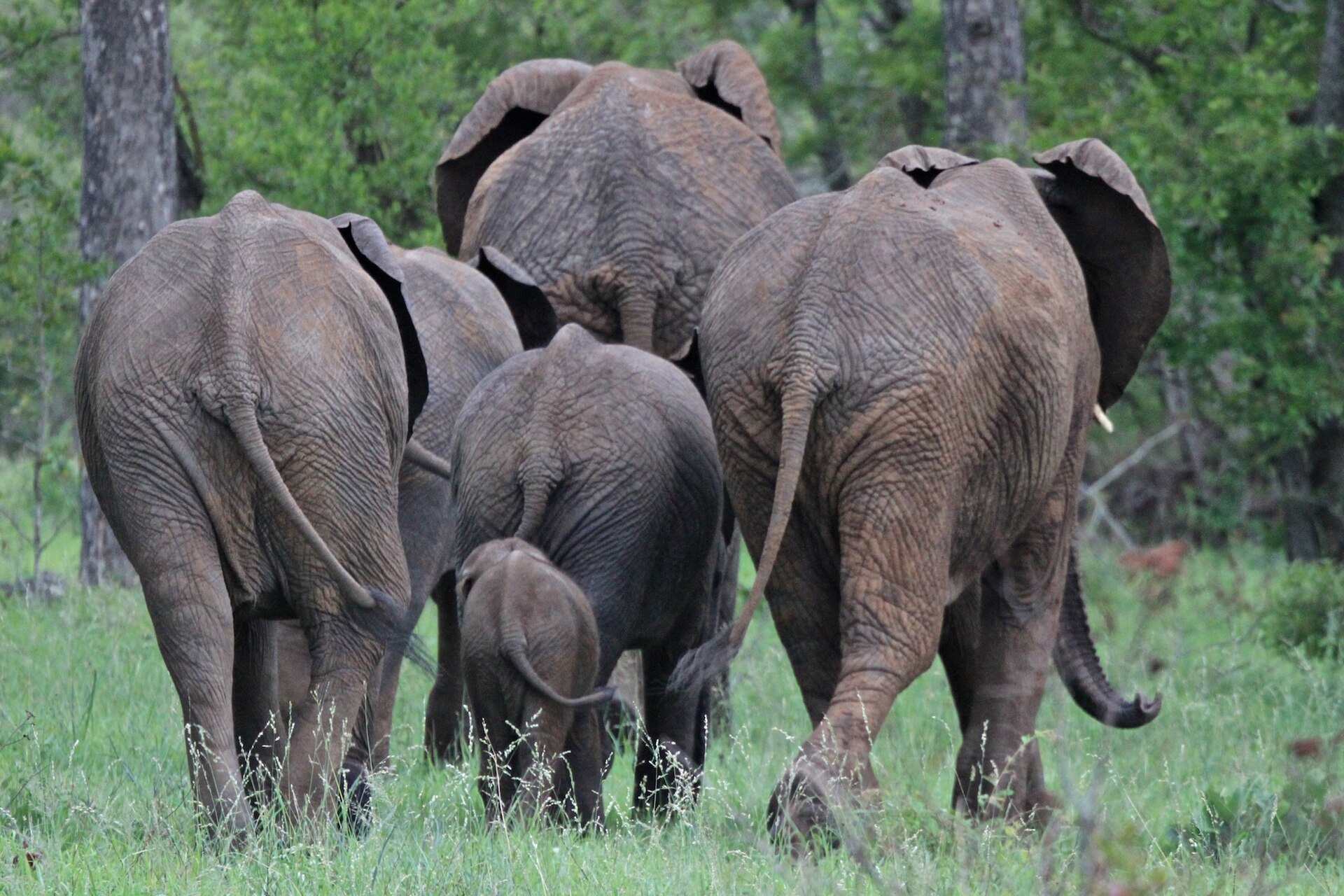 Elefantenfamilie mit Kalb im Sabi Sand