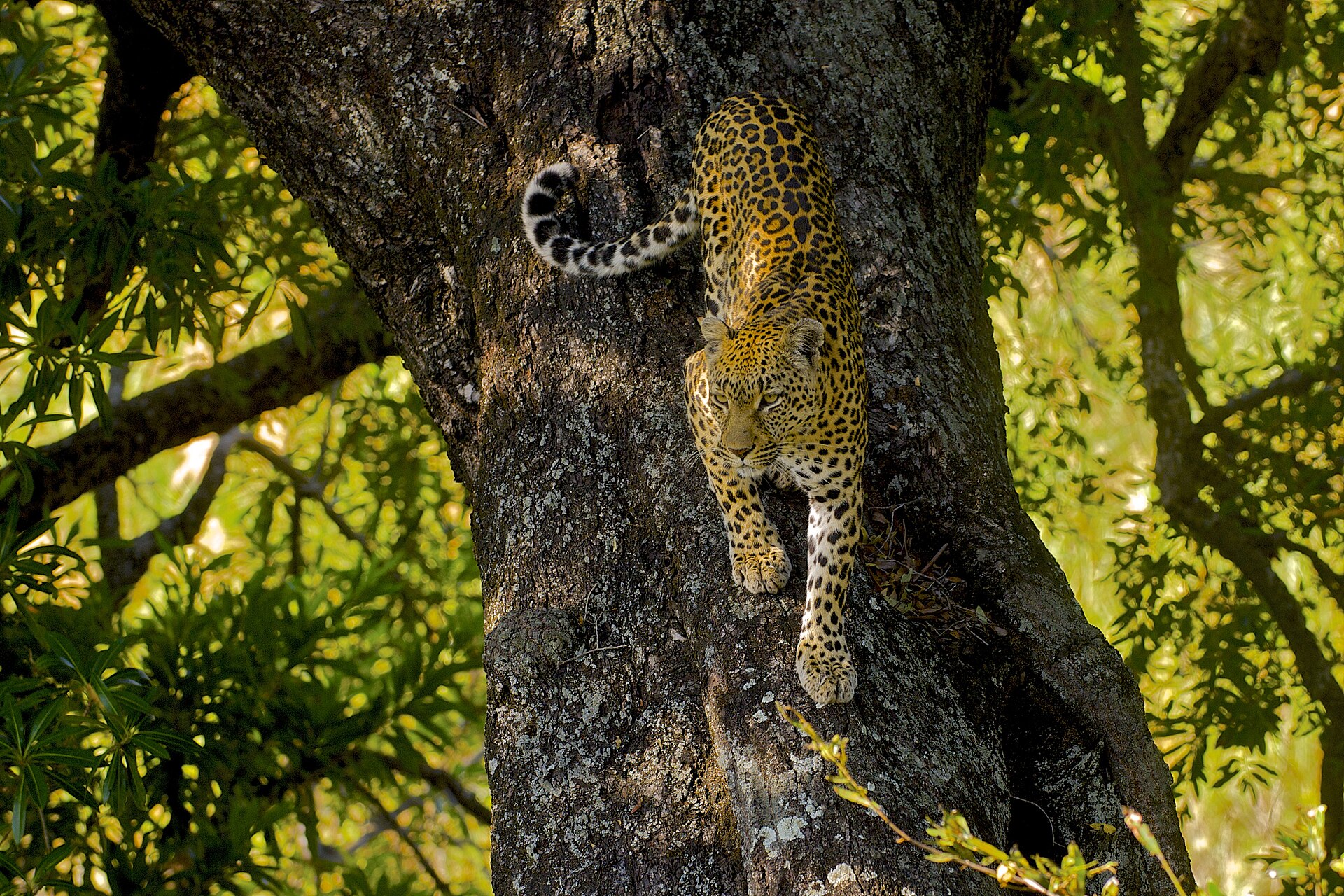 Leopardin klettert von ihrem Baum, Londolozi im Sabi Sand