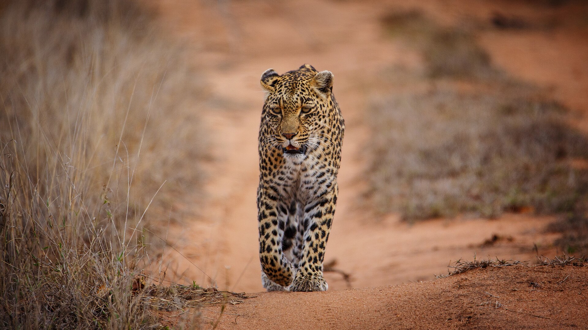 Ein Leopard läuft frontal auf einer roten Sandpiste auf die Kamera zu, links und rechts trockenes Gras
