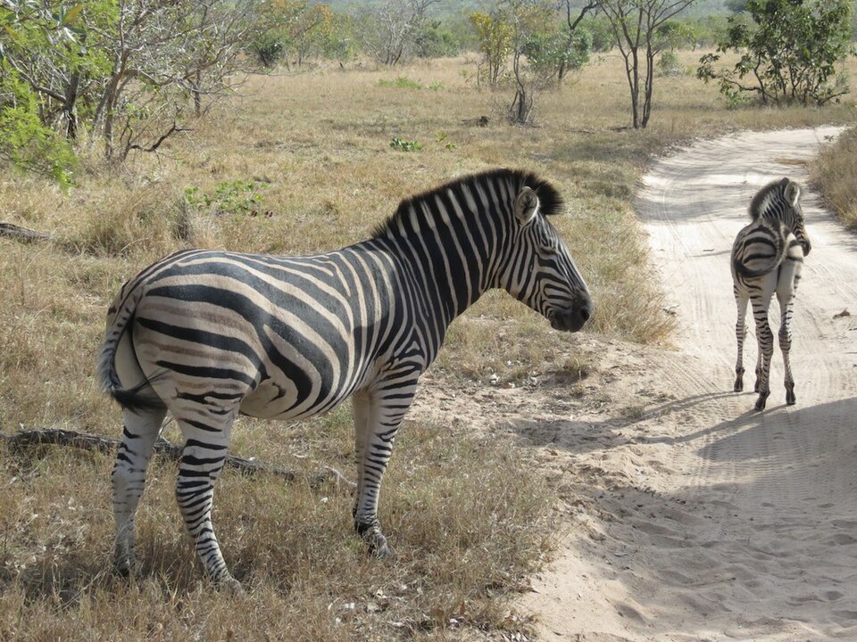 Zebra mit Fohlen an einer Piste, rund 3 Kilometer nördlich der Lodge