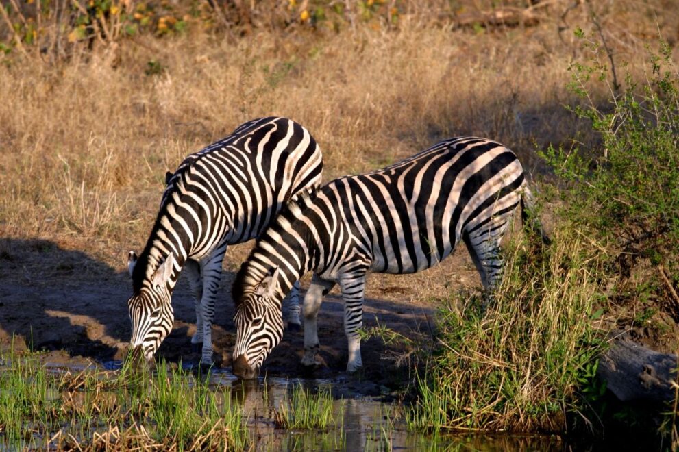 Zwei Zebras senken die Köpfe zum Trinken an einer flachen Wasserstelle, dahinter trockenes Gras