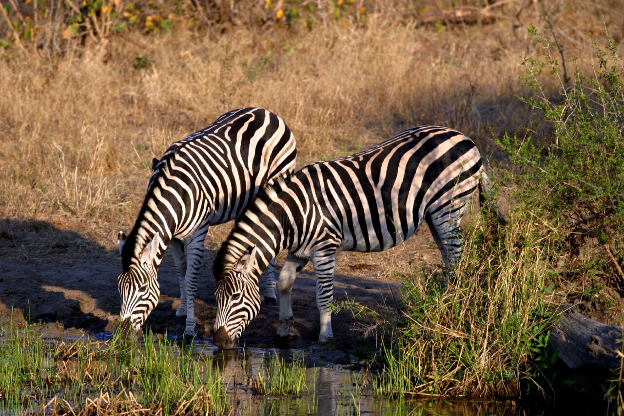 Zwei Zebras senken die Köpfe zum Trinken an einer flachen Wasserstelle, dahinter trockenes Gras