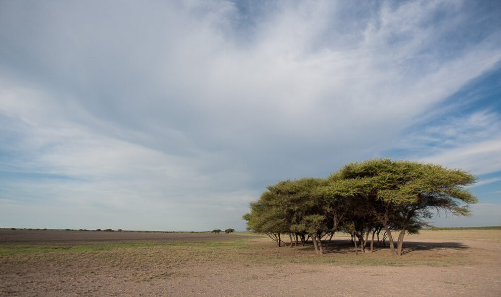 Eine dichte Gruppe flacher Akazien steht am Rand einer weiten, kahlen Pfanne unter einem Himmel voller Schleierwolken