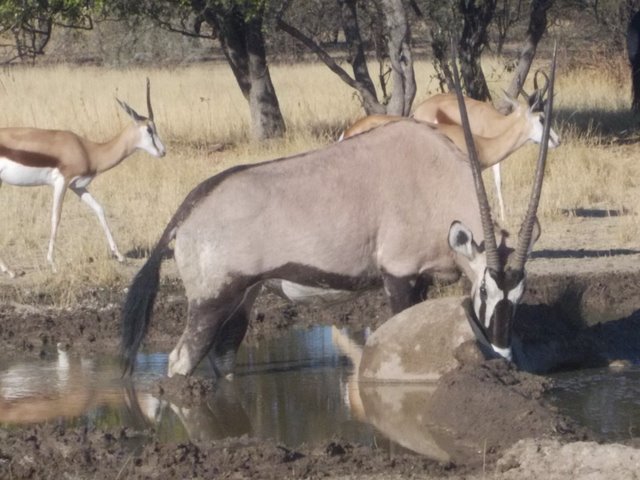 Ein Oryx steht an einem schlammigen Wasserloch, dahinter Springböcke im trockenen Gras unter Bäumen
