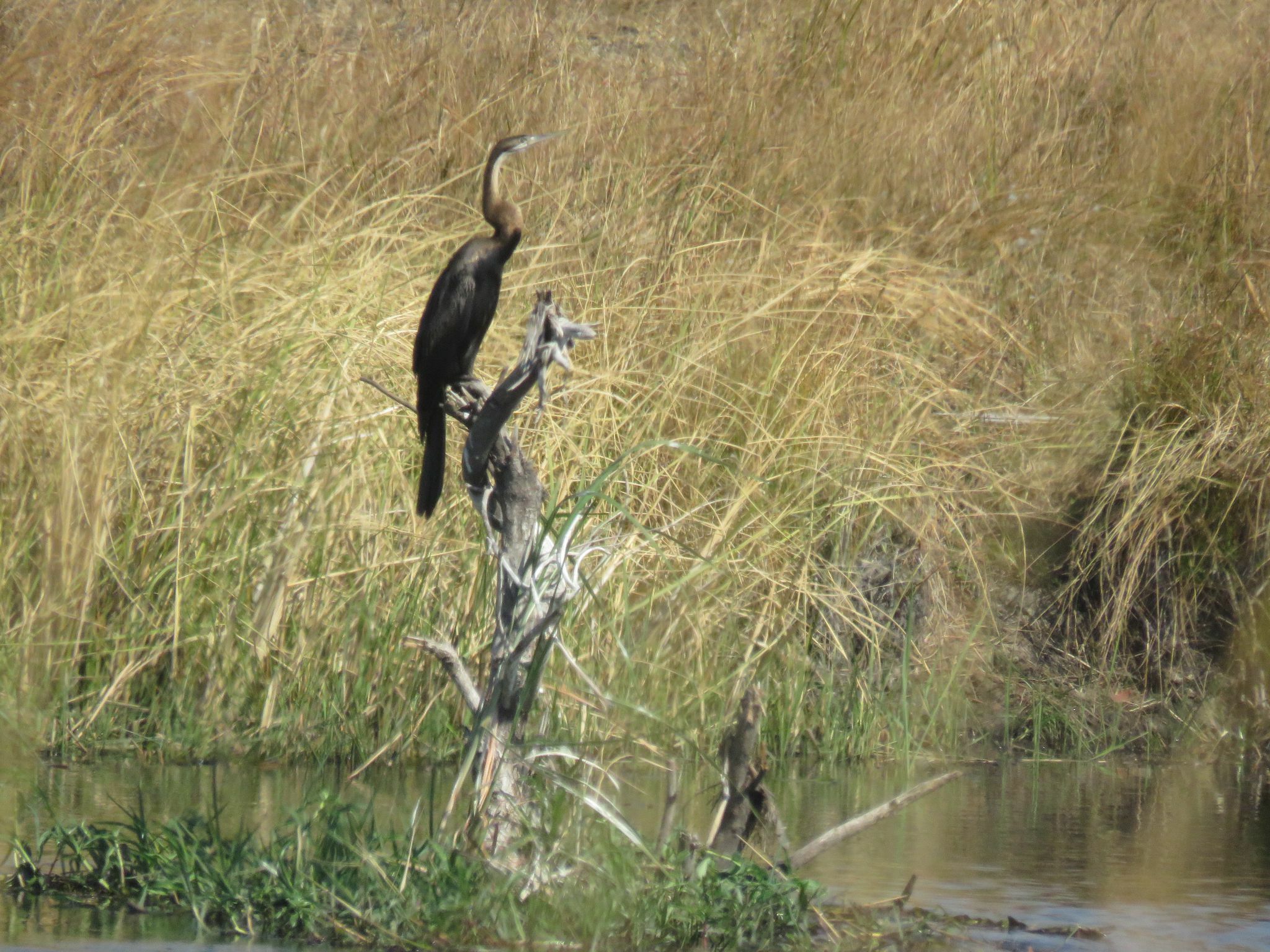 Ein dunkler Schlangenhalsvogel mit langem, dünnem Hals sitzt auf einem abgestorbenen Ast im Wasser, dahinter hohes, trockenes Gras