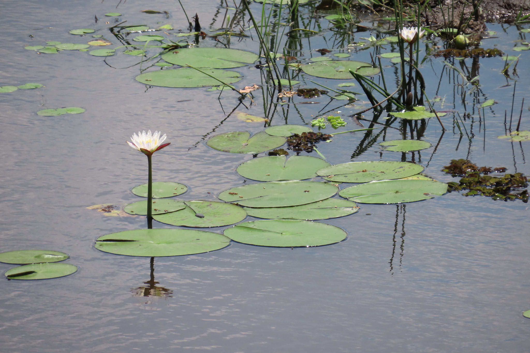 Eine weiße Seerose blüht zwischen runden Schwimmblättern auf ruhigem, grauem Wasser, dahinter Halme und eine zweite Blüte
