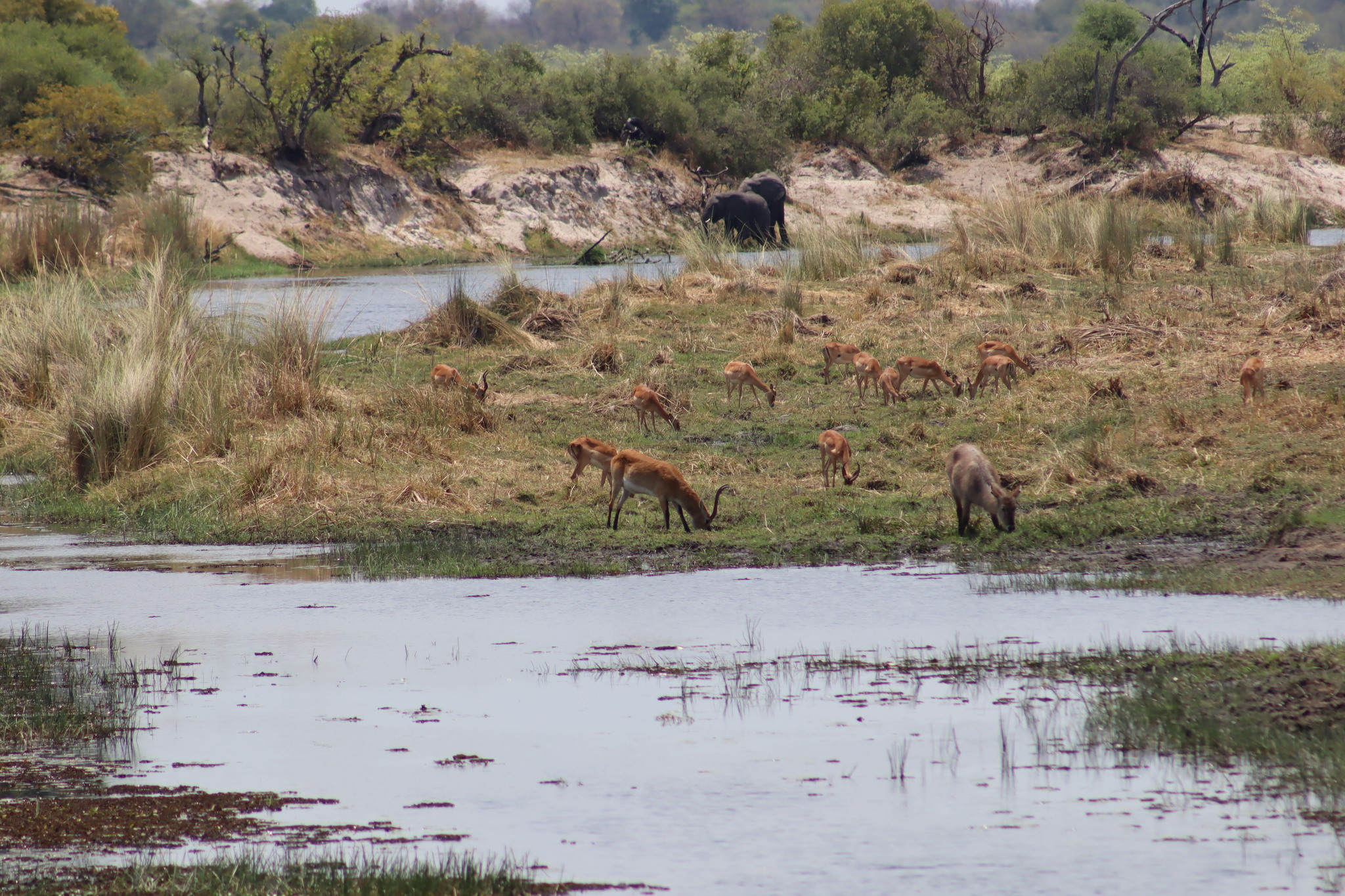Eine Gruppe rotbrauner Antilopen grast auf einer nassen Grasfläche zwischen flachen Wasserarmen, hinten stehen zwei Elefanten am Wasser vor einer sandigen Uferkante