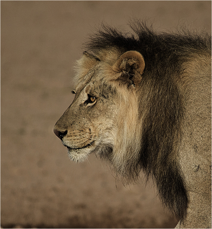 Löwenmännchen mit dunkler Mähne im Kgalagadi