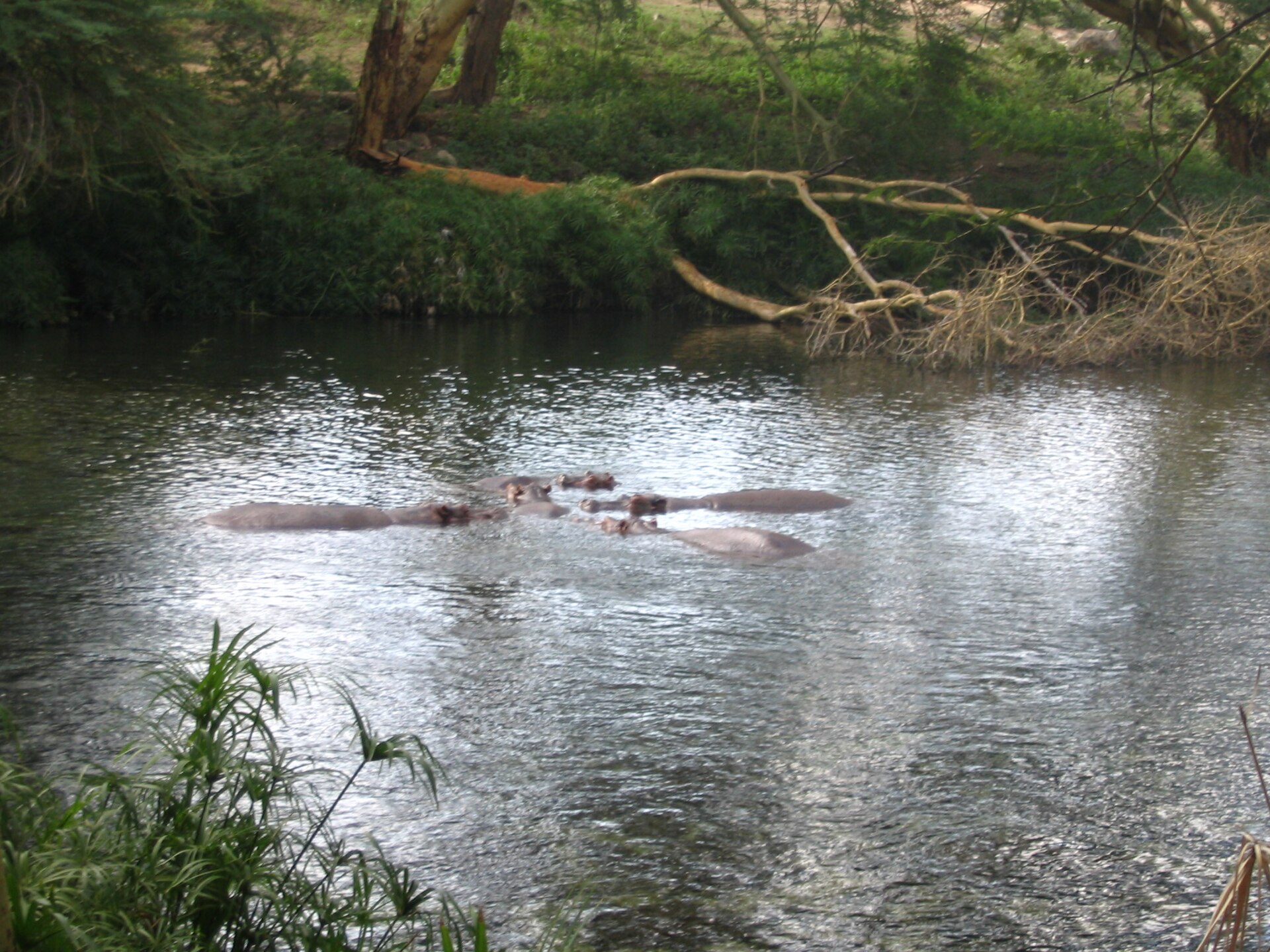 Flusspferde im Tsavo River, Tsavo-West-Nationalpark