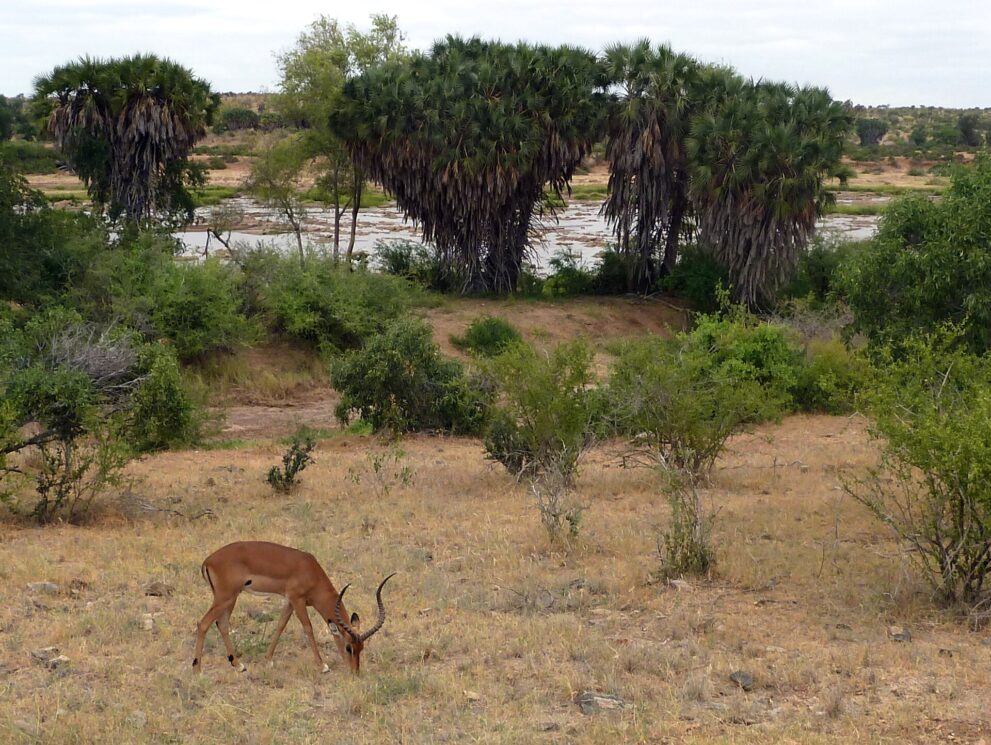 Ein Impala-Bock grast im trockenen Gras, dahinter Palmen und das felsige Flussbett des Galana.