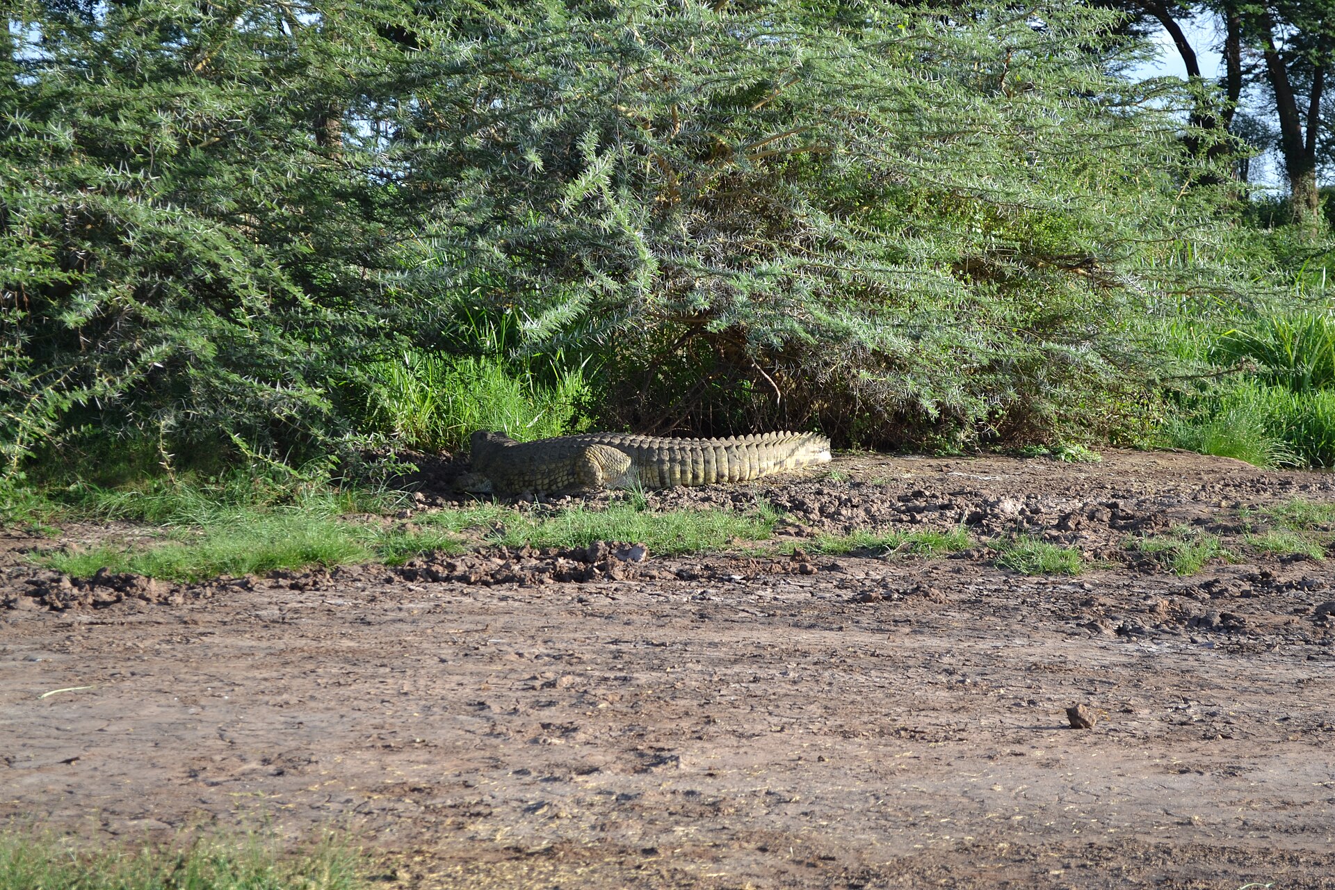 Nilkrokodil am Sante River, am Rand des Tsavo-West-Nationalparks