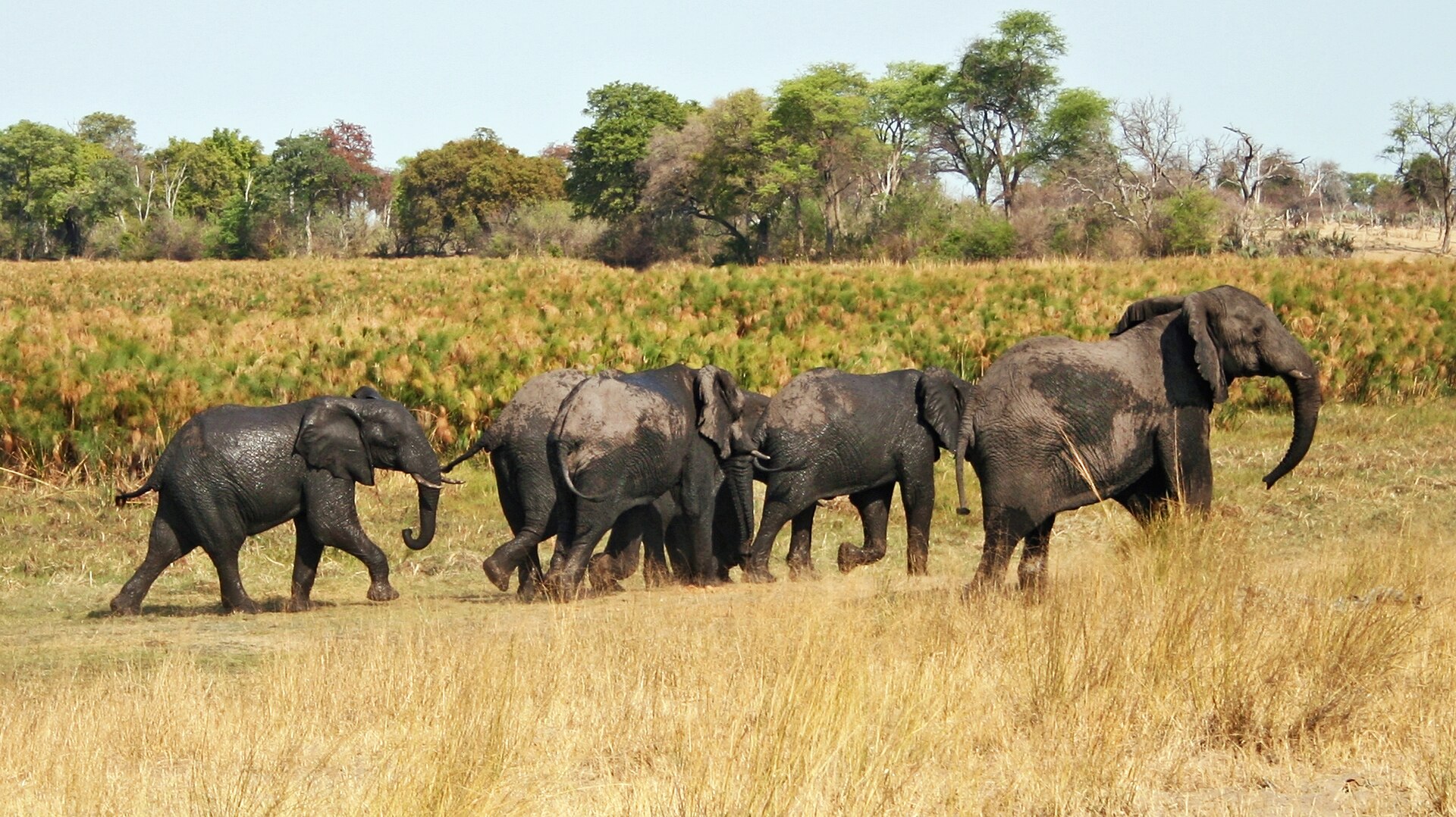Elefantenherde in Mahango, 2008