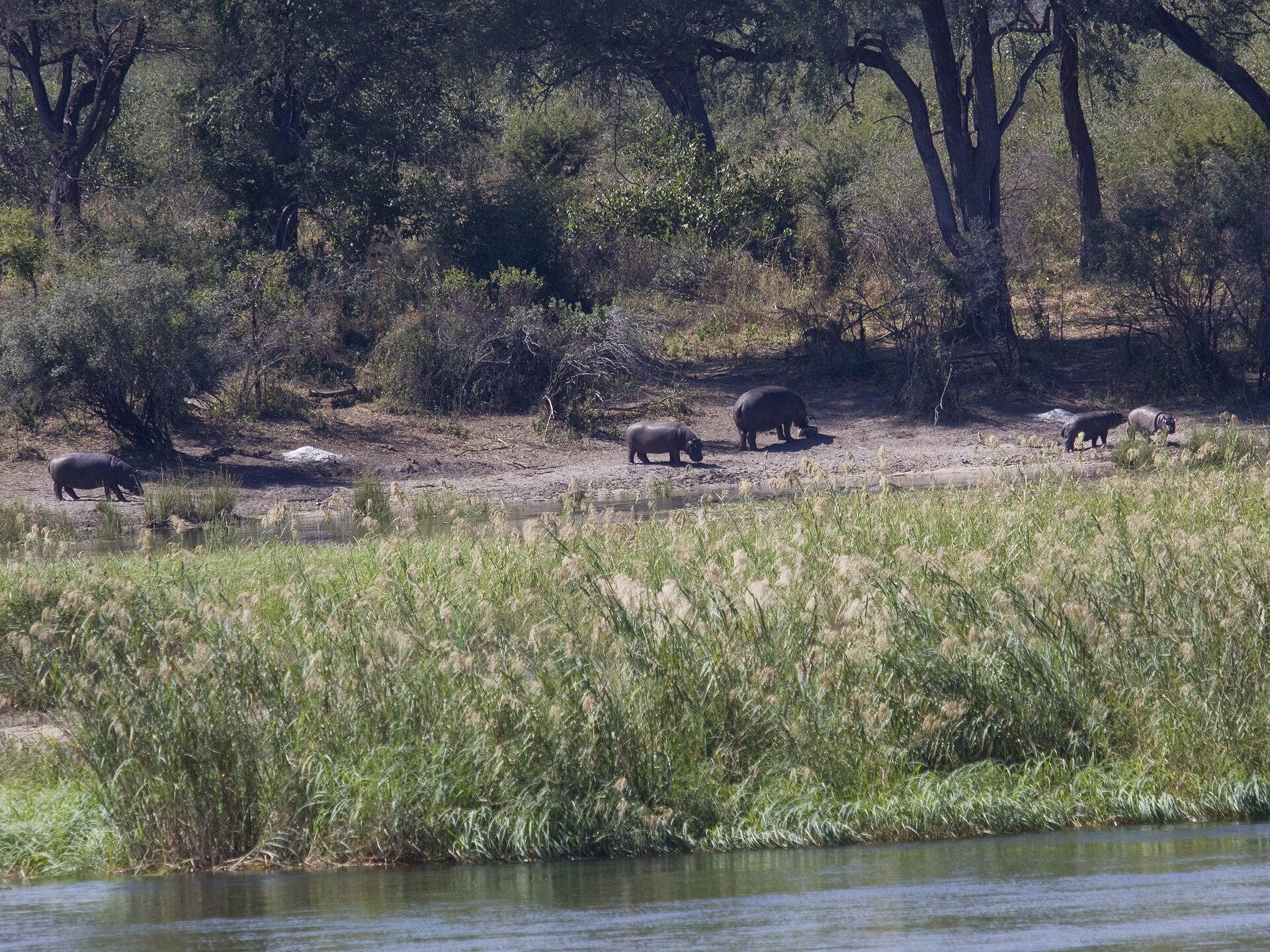 Flusspferde am Okavango im Bwabwata, Mai 2014