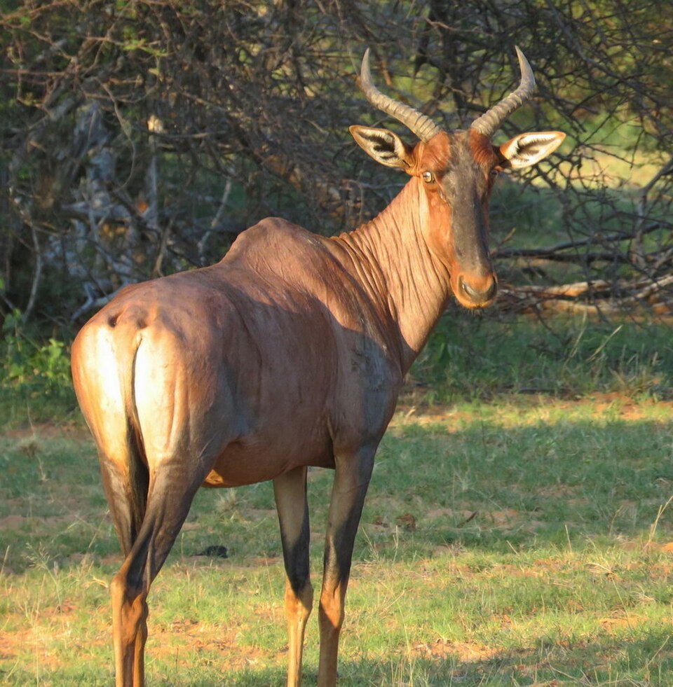 Leierantilope in Mahango, März 2019