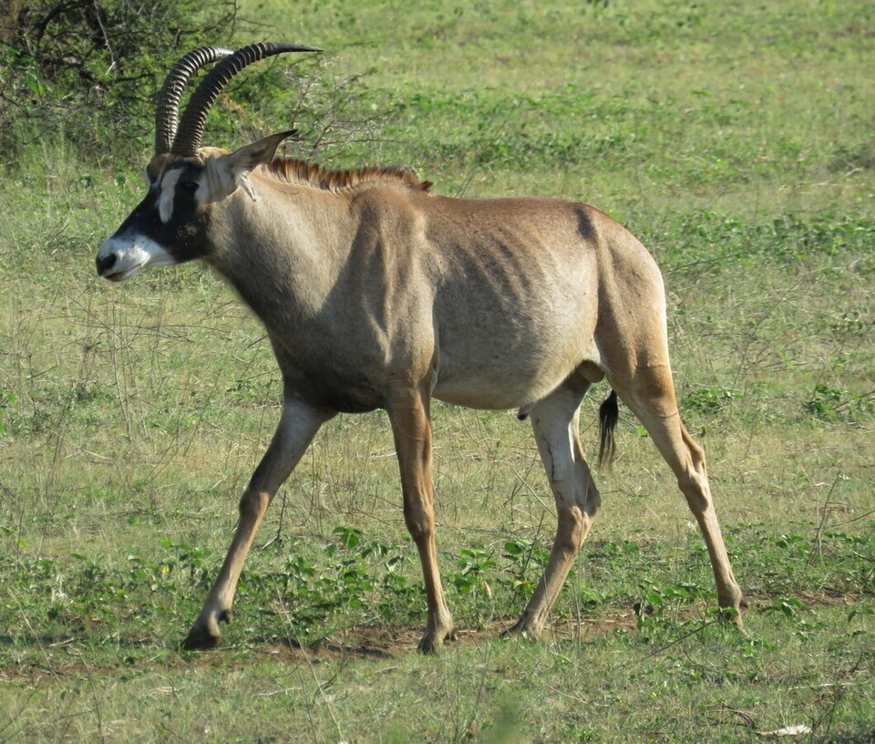 Pferdeantilope in Mahango, März 2019