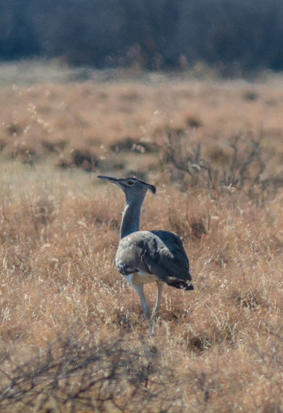 Eine graue Riesentrappe mit langem Hals und kleinem Federschopf steht im trockenen, goldbraunen Gras