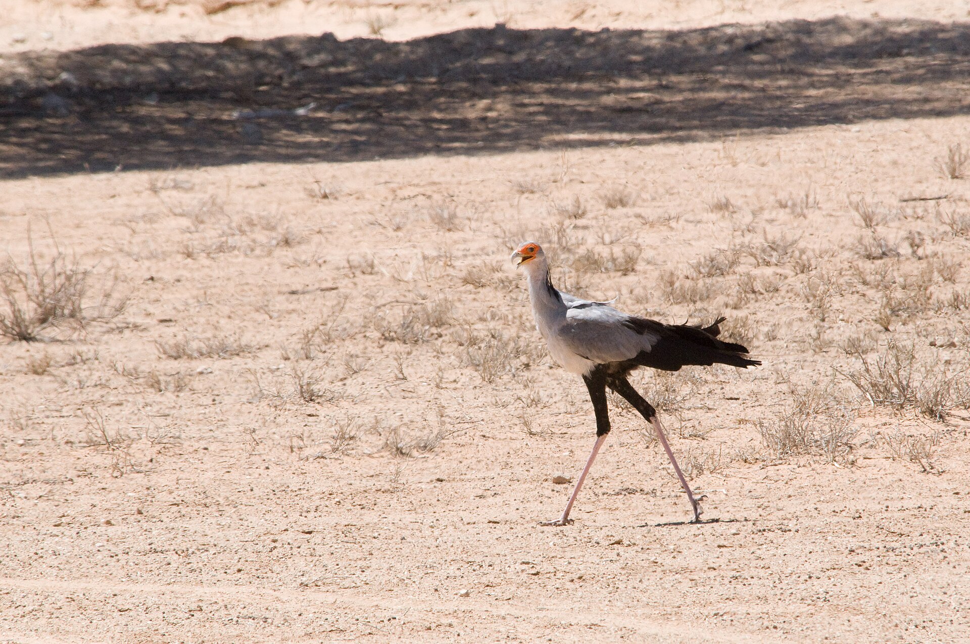 Sekretär in der Kalahari, Ort nicht genauer bekannt