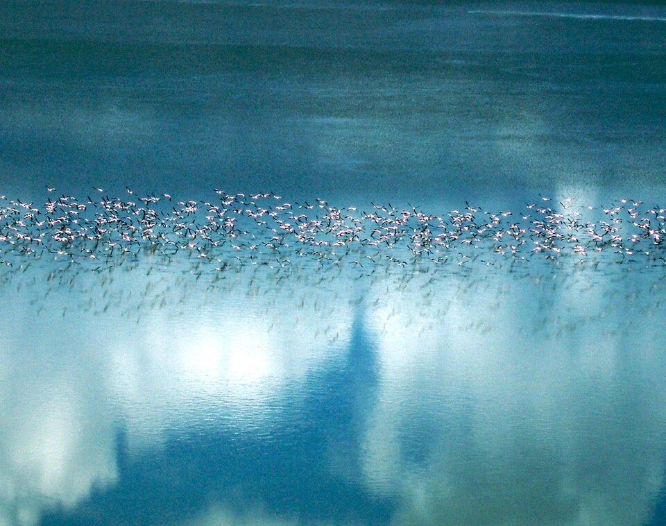 Ein langer Schwarm Flamingos fliegt dicht über eine blaue Wasserfläche, in der sich Wolken spiegeln.
