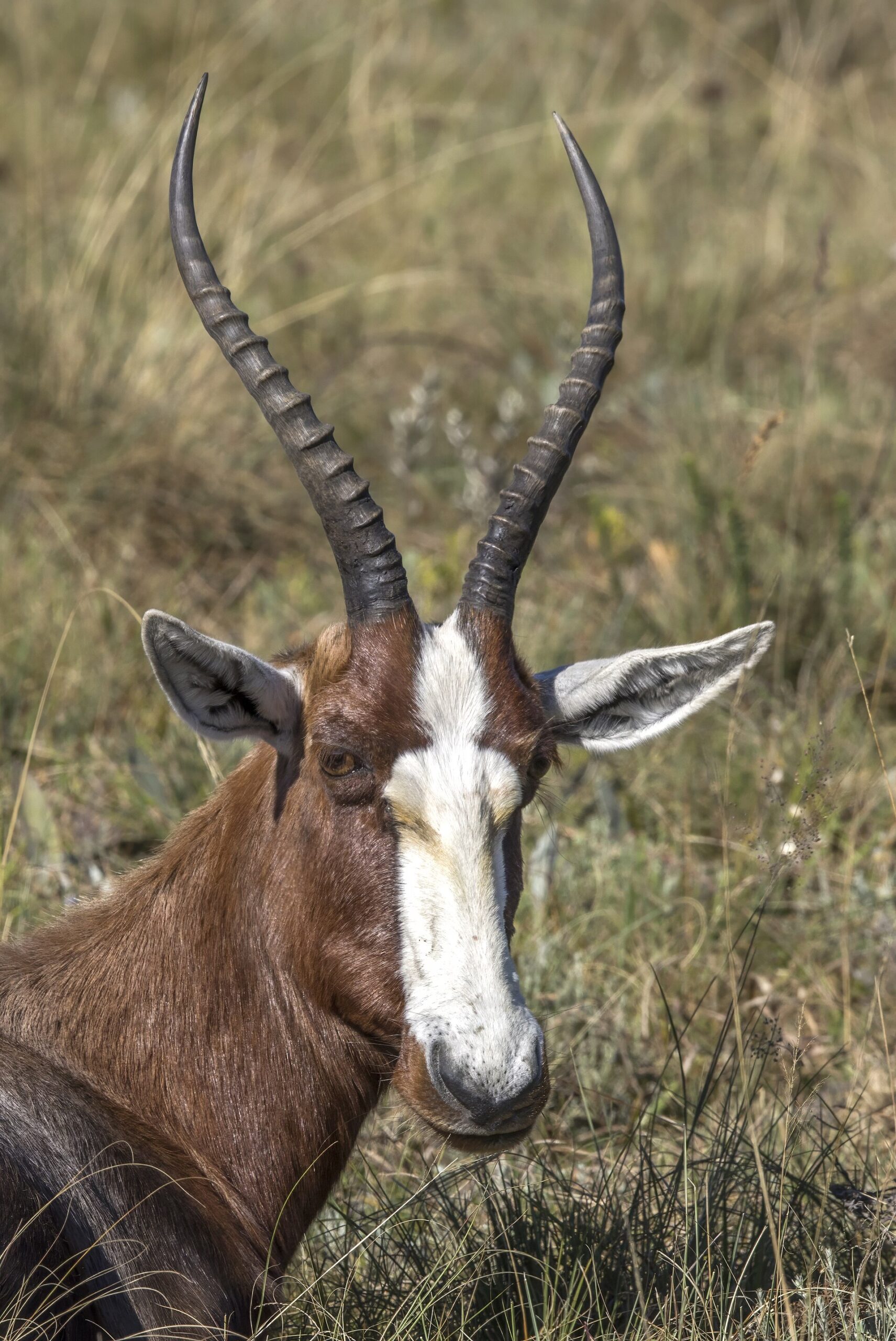 Blessbock im Malolotja Nature Reserve